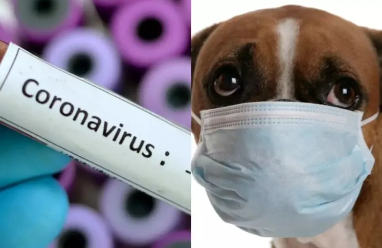 The picture is there to graphically explain can dogs get coronavirus