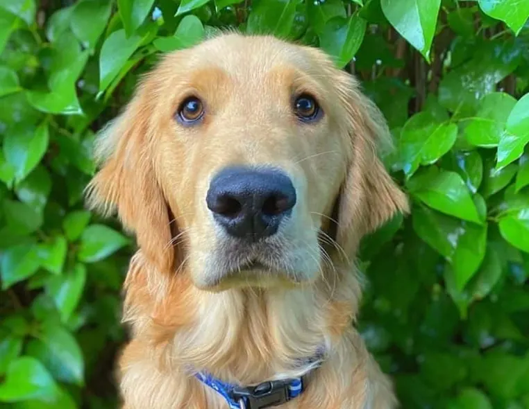 Canadian Golden retriever named Barley