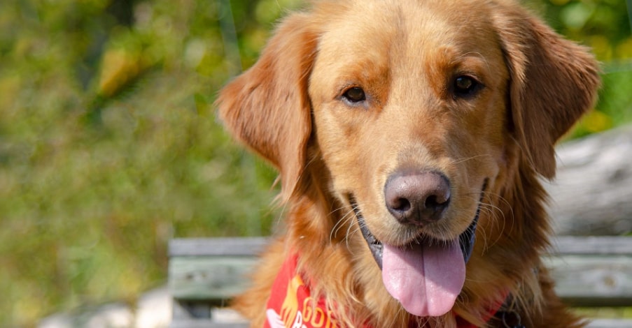 Canadian Golden retriever: What makes them different