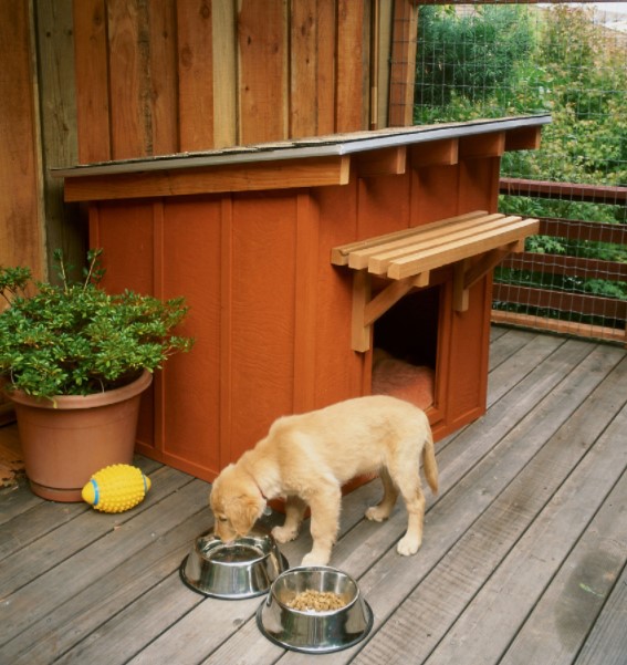 Dog drinking water in front of a dog house
