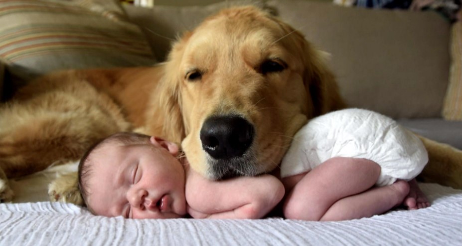 Golden retriever and baby taking a nap together