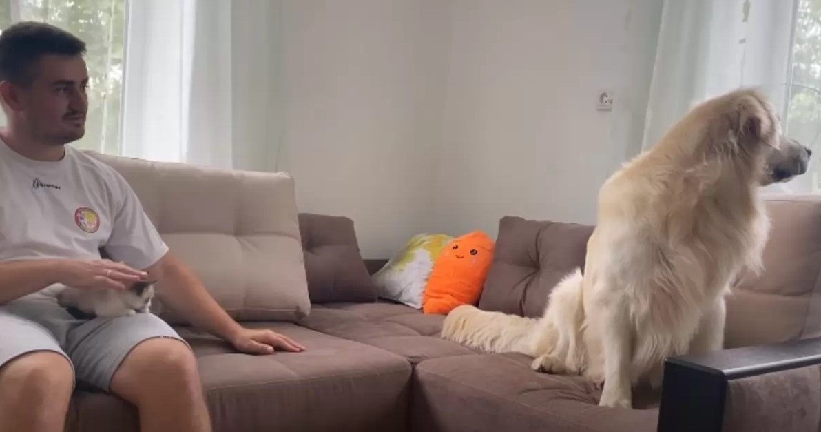 golden retriever sitting on the couch with kitten and owner
