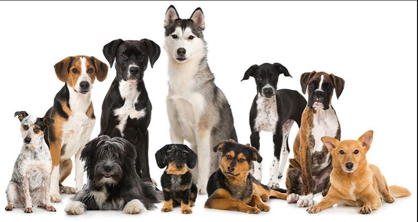 the most popular dog breeds