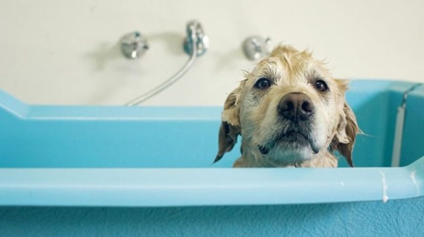 Picture of a dog getting a bath in order to answer the question How often should you wash your dog?