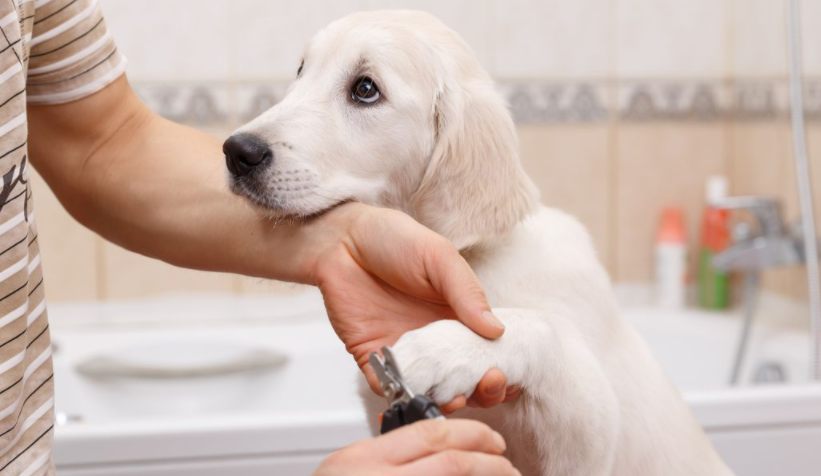Picture of a dog getting its nails cut in order to explain how to clip dog nails