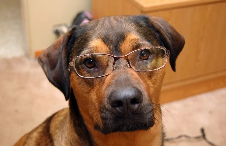 A picture of a dog wearing glasses