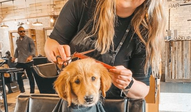 golden retriever in hair salon