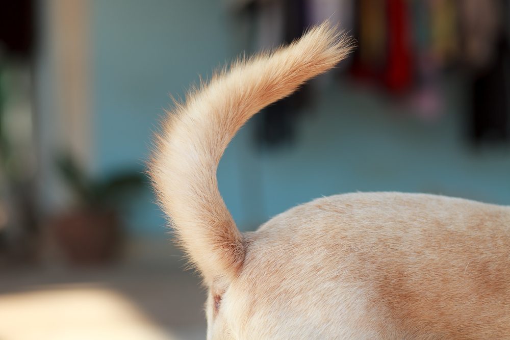 Picture of a dog tail in order to answer the question why do dogs have tails