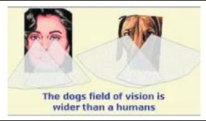 dogs and humans field of vision compared