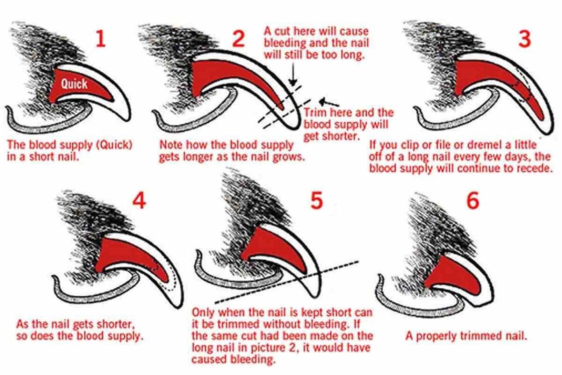 How to cut black dog nails? - Golden Retriever Club