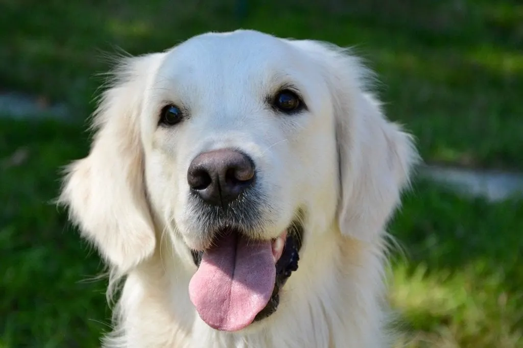 blonde dogs Golden retriever