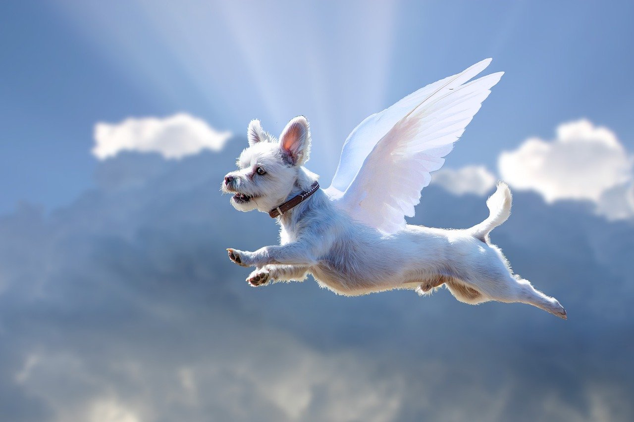 Do Dogs Go To Heaven