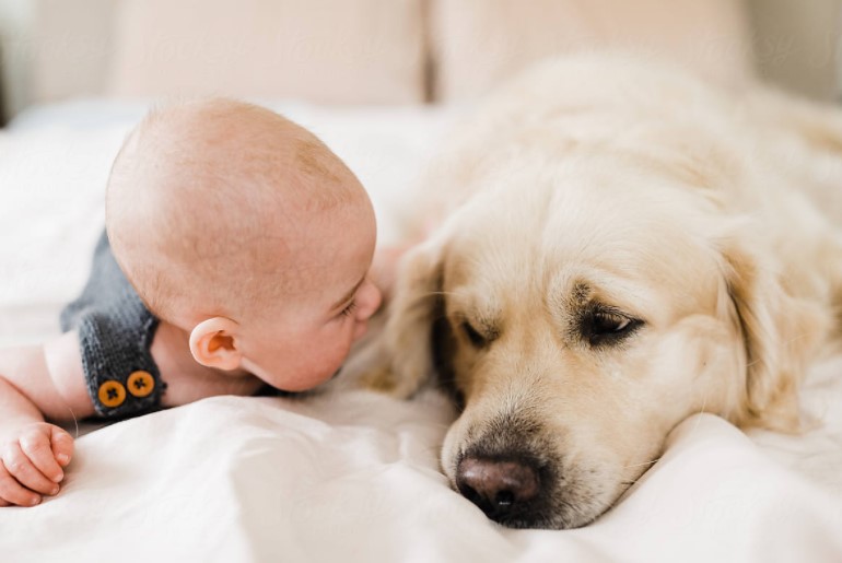 Golden retriever and baby playing