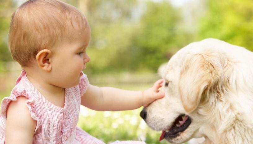 Golden retriever dog meets baby: How to introduce them