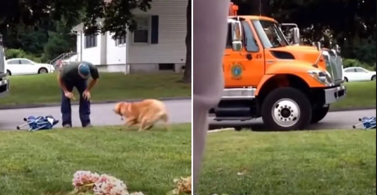 golden retriever loves to say hi to a garbage man