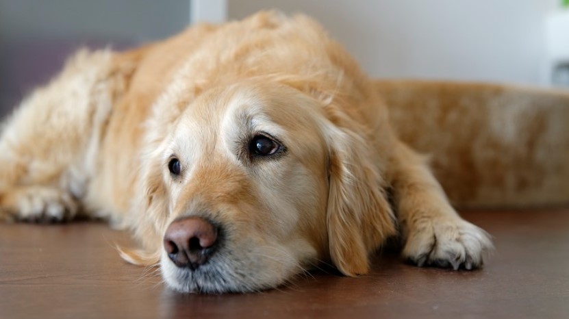 Picture of a anxious Golden retriever in order to answer the question how to calm a dog down