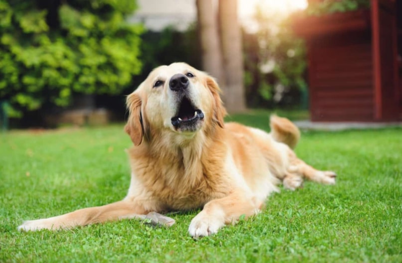 Image of Golden retriever barking in order to answer the question how to get a dog to stop barking