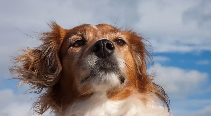 The Golden Beagle cross got the best traits from each parent. 