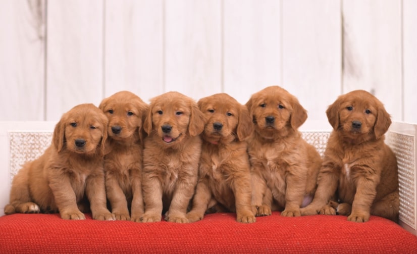 Golden retriever puppies can't be found with a Google search "Golden retriever breeders near me"