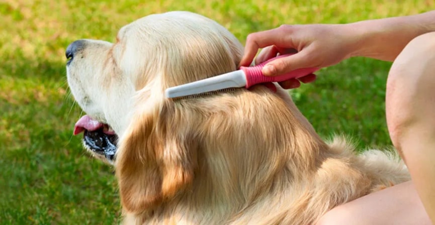 which is the best brush for golden retriever