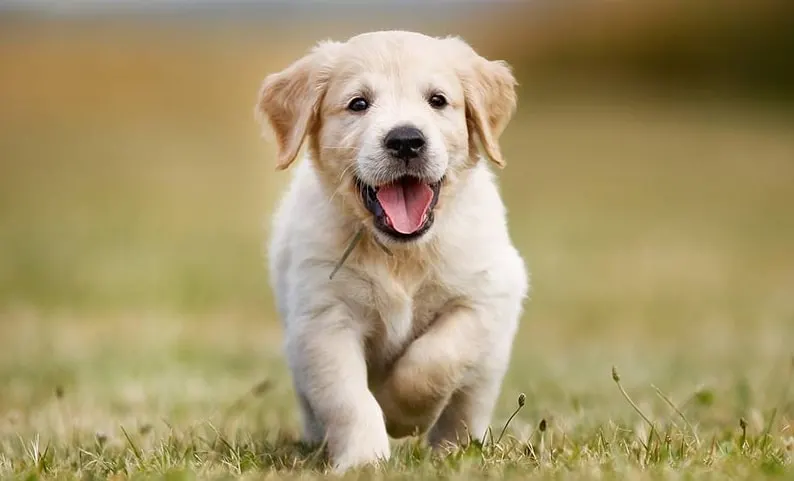Adorable Golden retriever puppy