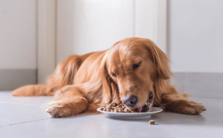 Best dog food for Golden retrievers