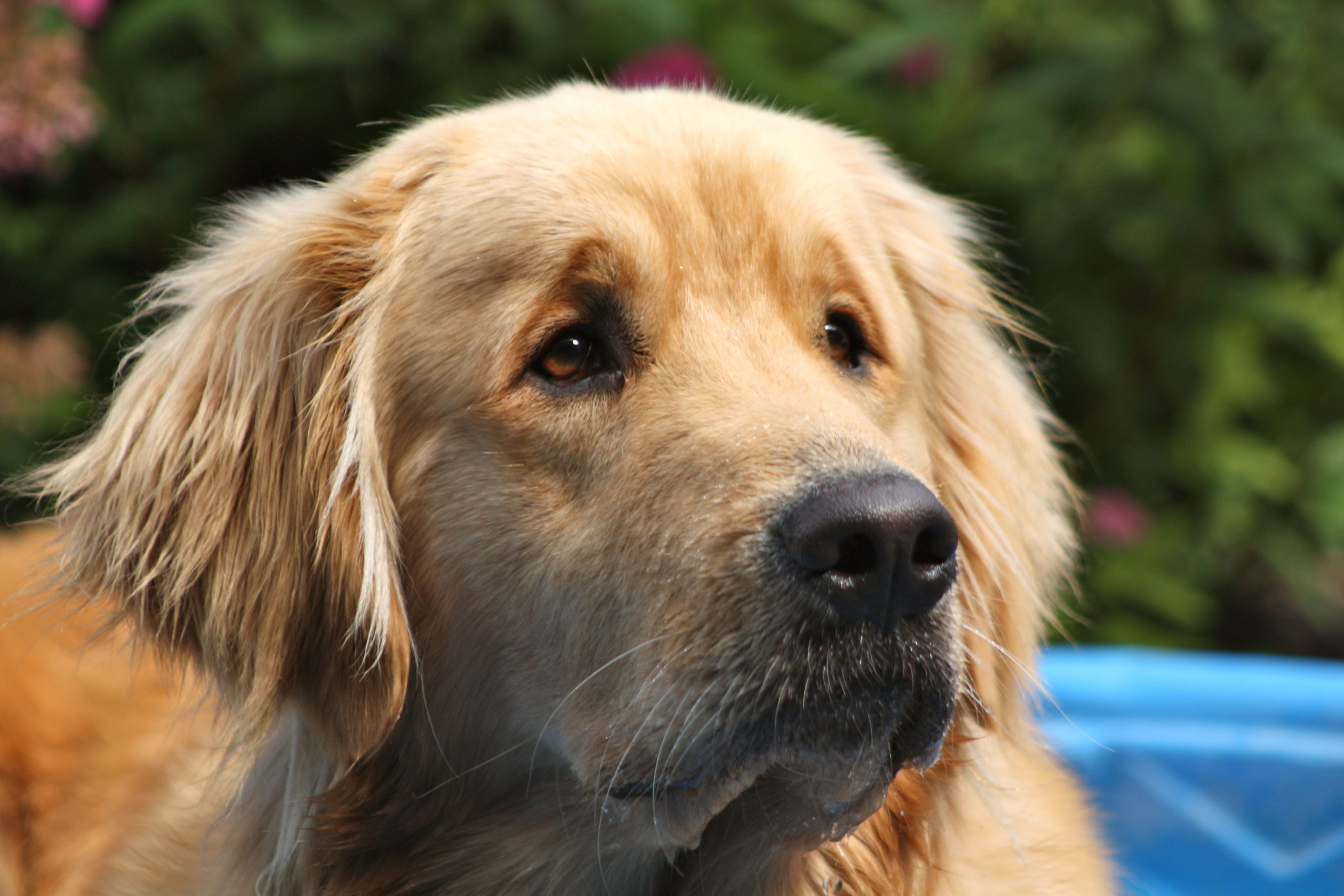Picture of a Golden retriever in order to answer the question what do dogs see