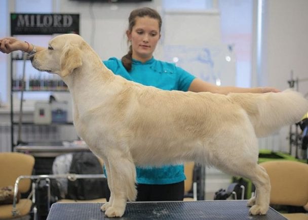 Golden Retriever Haircut: Top 10 List And Grooming Tips & Tricks