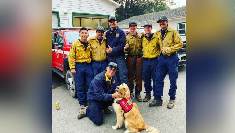 Golden retriever with firefighters