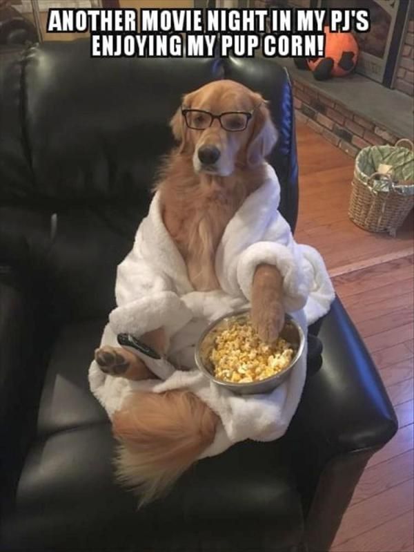 Golden retriever watching a movie and eating "pup-corn"