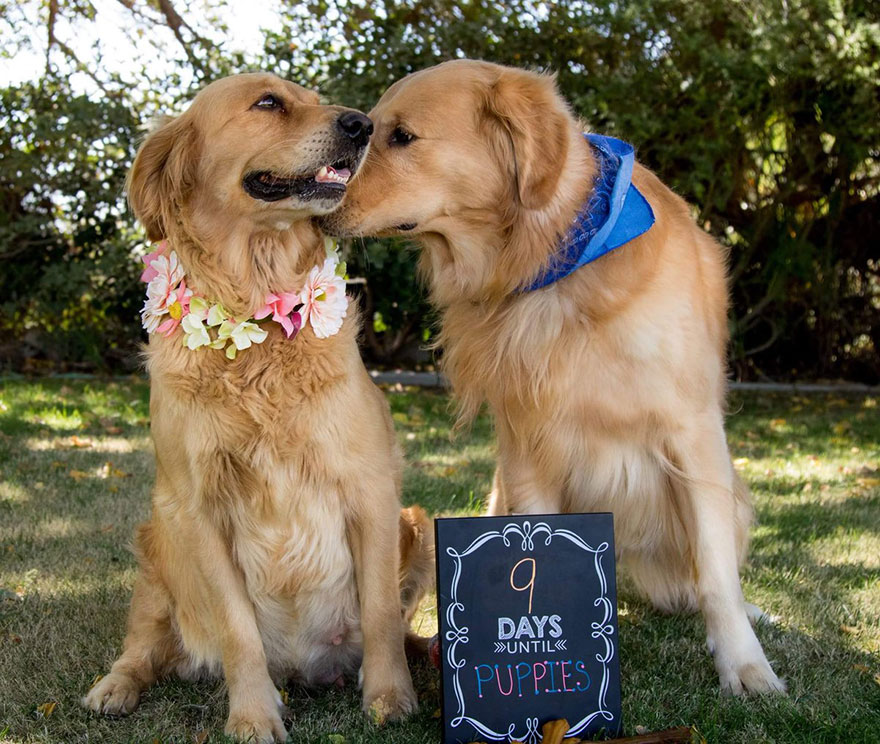 golden retriever parents to be
