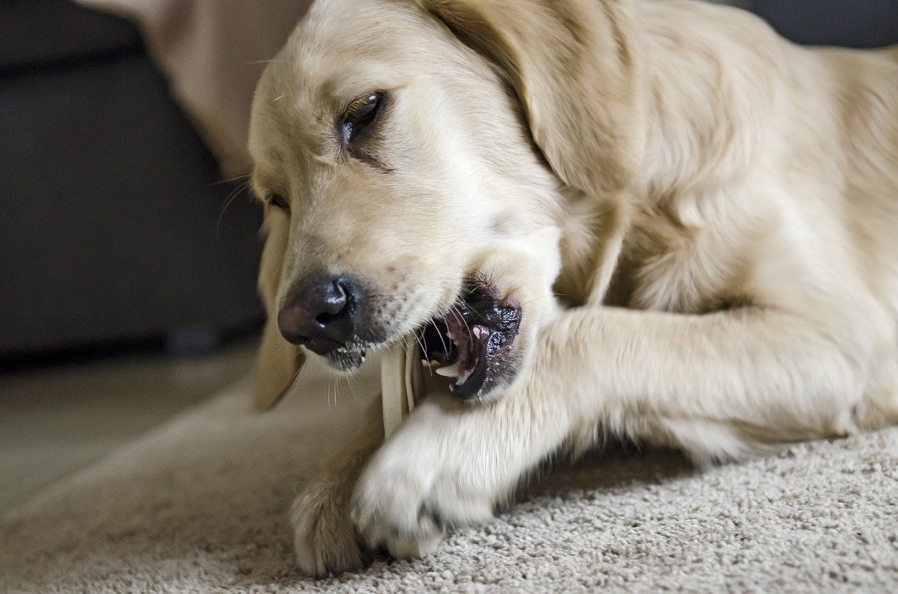 Why Do Dogs Lick Their Paws