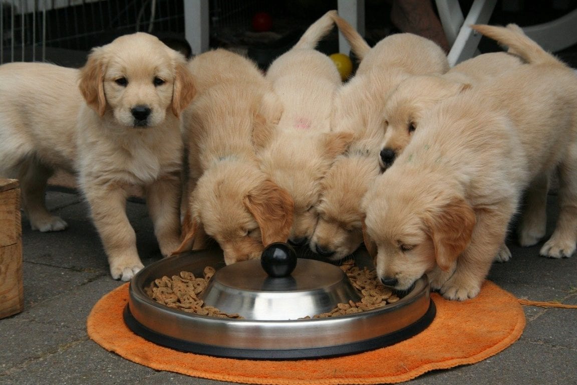 Best Food For Golden Retrievers