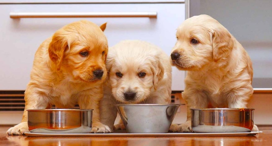 Image to explain what the best dog food for Golden retrievers, specifically puppies, is