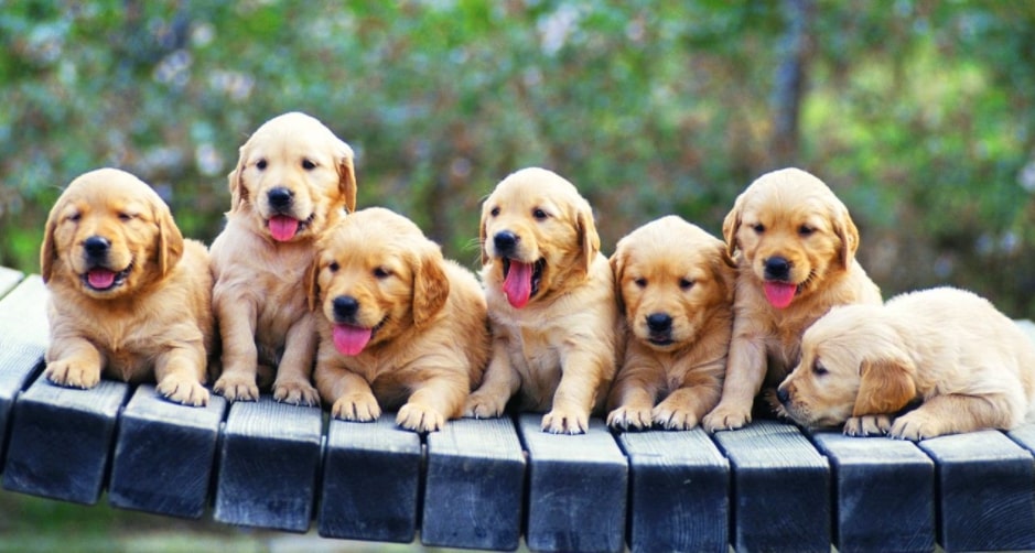 Picture of puppies in order to explain how to find Golden retriever breeders near me