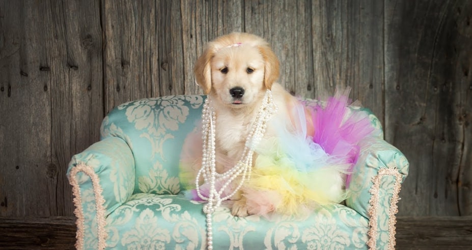 Golden retriever girl names you’ll fall in love with!