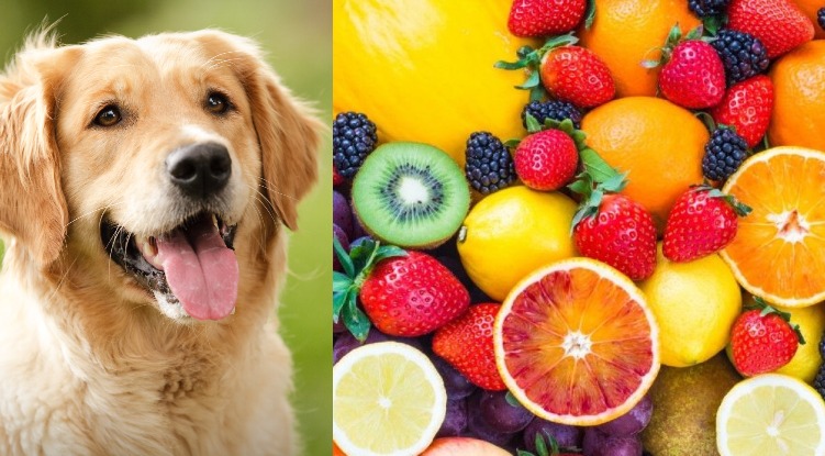 Split image of Golden retriever and different fruit in order to illustrate and answer the question what fruits can dogs eat