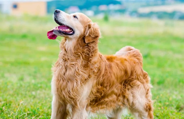 Image to show what a healthy Golden retriever weight is