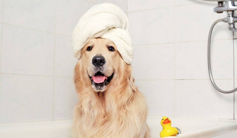 Picture to support the article on how often should you bathe your dog