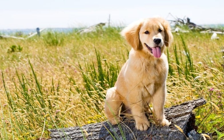 The Golden retriever personality is very unique