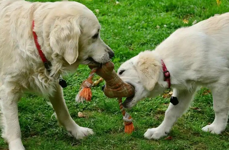 What to Do If Your Dog Doesn’t Want To Share His Toys