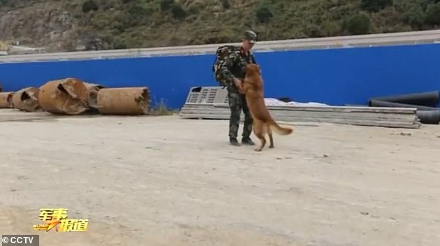 golden retriever and soldier