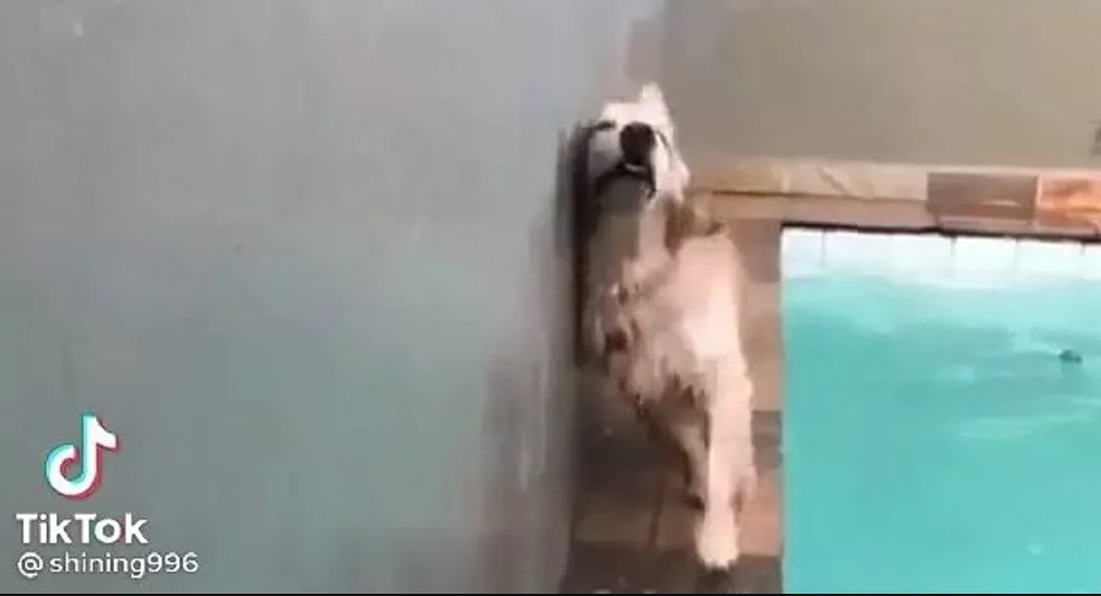 Golden retriever scared of water doesn't want to go in the pool