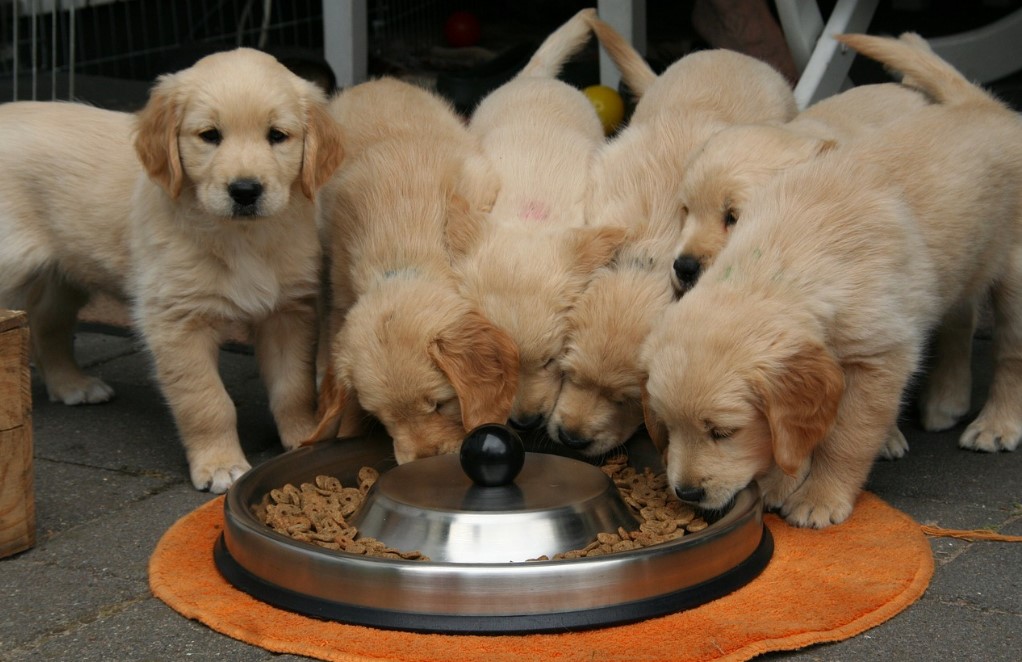 Three golden retriever puppies eating grains