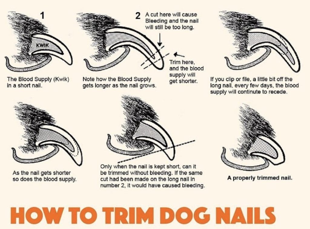 A guide on how to clip your dog's nails the right way