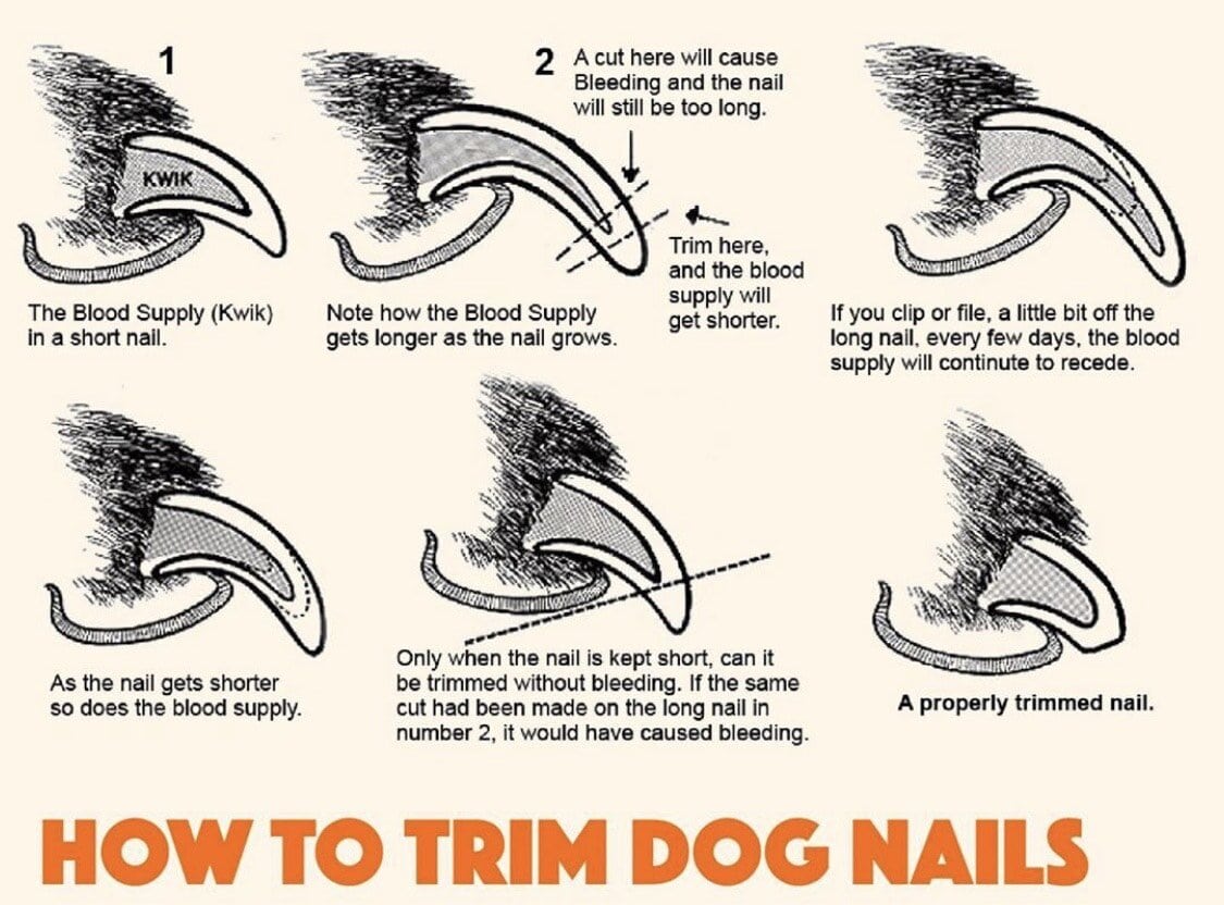 How To Trim Dog Nails 1 