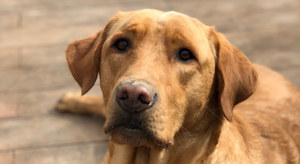 Lab and Golden retriever mix: Loving and devoted