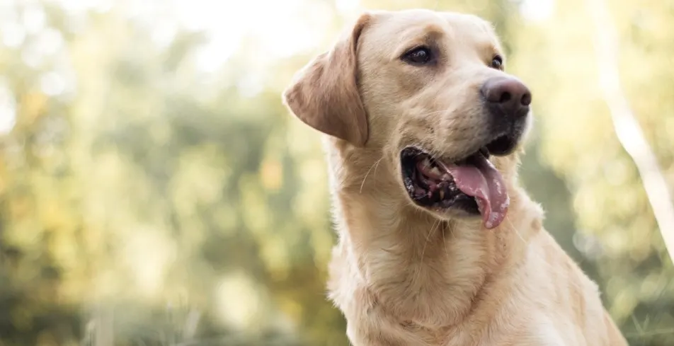 Labrador retriever