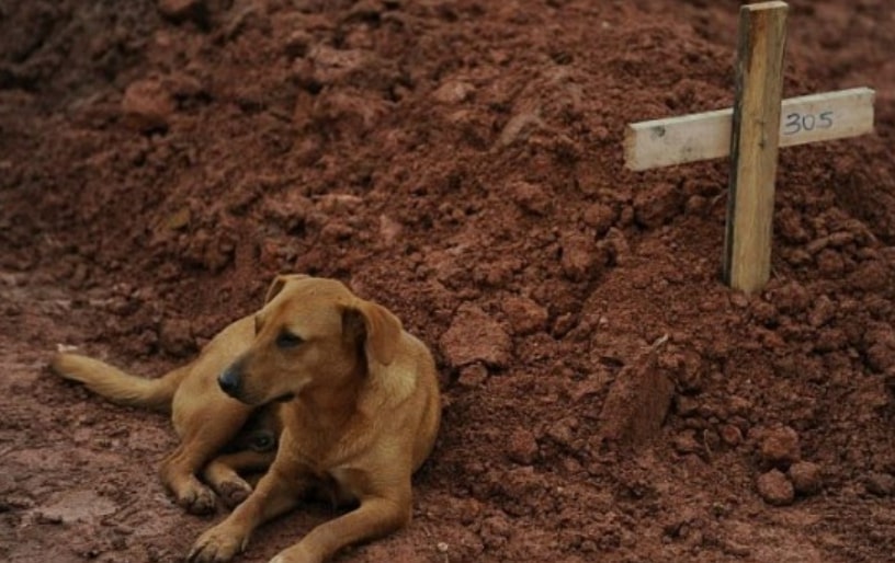 Dog Leao sitting by his owners grave