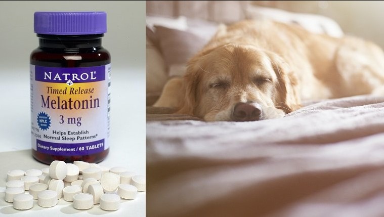 Bottle of Melatonin and a Dog in order to answer the question can you give dogs melatonin